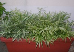 Pleioblastus fortunei Variegata / Tarka Törpe bambusz